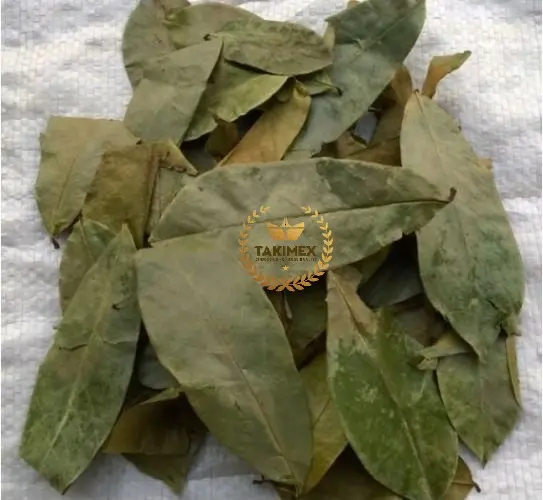 Soursop lá/graviola lá-chất lượng cao và giá cả tốt nhất sản phẩm từ Việt Nam