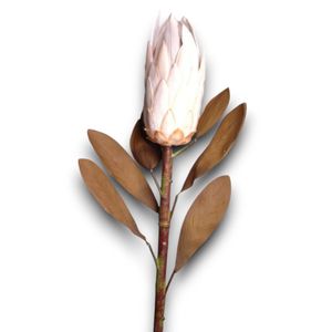 Loto reale Protea 86cm Krem - Product Image 1