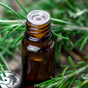 2024 Wholesale 100% Pure Natural Organic Rosemary Essential Oil Steam Distilled for Curly Hair Repair Loss Prevention Private - Product Image 6