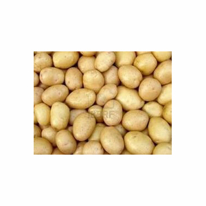 Nouvelle récolte de pommes de terre fraîches Exportateurs de pommes de terre fraîches De pommes de terre fraîches Patates douces fraîches biologiques Prix à la tonne - Product Image 4