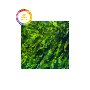 สาหร่ายสีเขียวอบแห้งคุณภาพสูงสำหรับอาหารสัตว์และอาหารมนุษย์ที่มีคุณค่าทางโภชนาการและแหล่งกำเนิดตามธรรมชาติ - Product Image 2