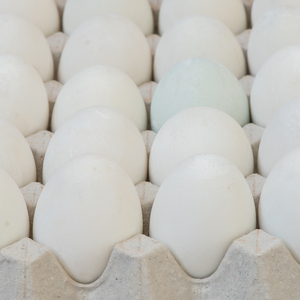 Huevos de gallina 100% frescos, blancos y marrones, suministrados a importadores a granel que buscan productos avícolas de calidad a nivel mundial. - Product Image 5