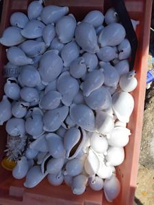 Perles breloques multicolores Coquillages de mer colorés pour la fabrication de bijoux DIY - Product Image 2