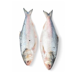 Poisson Hilsa congelé - Fournisseur en gros de poisson Hilsa - Product Image 1