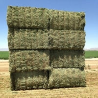 Foin d'alfalfa pour l'élevage caprin, riche en calcium pour la production de lait et la santé osseuse, réseaux de distribution en gros - Product Image 3