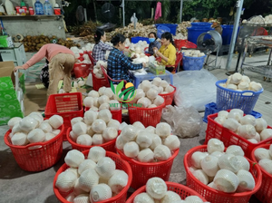 Noix de coco fraîches de haute qualité Paking en vrac-Idéal pour le traitement et l'exportation-Fabriqué par Viet Thien Phu du Vietnam - Product Image 5