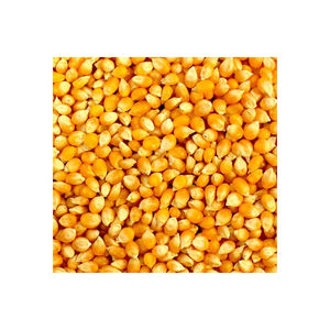 Maíz amarillo seco para alimentación animal a un precio económico ahora a la venta - Product Image 1