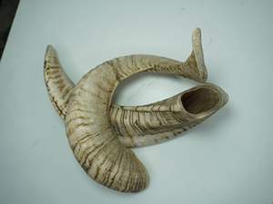 Shofar de Cuerno de Carnero Natural en Venta, para Tocar y Propósitos Religiosos, Tamaño Personalizado, Shofar Kosher Pulido, Cuerno de Kudu por HF CRAFTS - Product Image 2