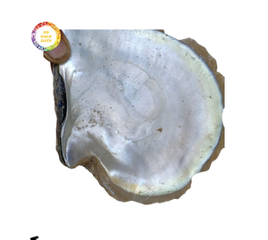 Gran oferta, chapa de concha de mar de nácar ecológica, incrustaciones, nuevo modelo, decoración de pared para el hogar, artesanías naturales de muchos tamaños - Product Image 5