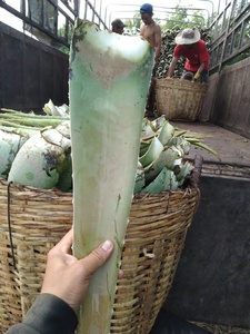 Hojas frescas de aloe vera a granel de alta calidad de Vietnam - Product Image 6