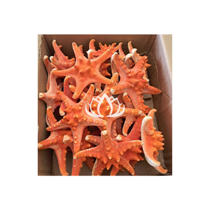 100% haute qualité mer animal sculpture corail conque étoile de mer statue corail artisanat pour décor d'aquarium - Product Image 1