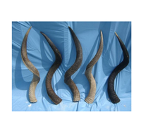 Ram boynuz/cilalı Shofar ve özelleştirilmiş boyutu ucuz fiyat ve el yapımı parlak satılık cilasız