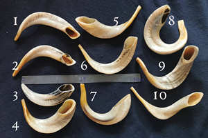 Corne casher yéménite de haute qualité Shofar corne à boire polie - Product Image 3