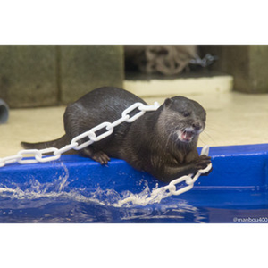 Chaîne en plastique 8mm25M Orange Rouge court Post Chaîne sur bobine - Product Image 6