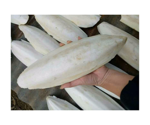 Hueso de sepia de alta calidad: hueso de sepia seco de Vietnam para mascotas, hueso de calamar asequible y Premium para alimentación de aves y animales - Product Image 1