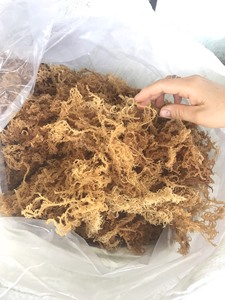 ชนิดของมอสทะเล-ไอริชมอส-สีเหลือง/สีม่วง Eucheuma cottonii มอสทะเล-จากผู้จำหน่ายในเวียดนามที่มีคุณภาพสูง - Product Image 6