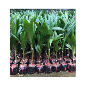 ต้นมะพร้าวเขตร้อน - Product Image 1