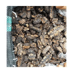 FRUTO NONI SECO DE ALTA CALIDAD-NONI 100% NATURAL CON SABOR MEJORADO PARA EXPORTACIÓN - Product Image 2