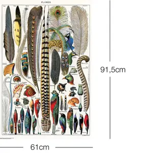 Póster de plumas de Adolphe Millot para decoración de pared - Product Image 3