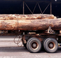 Bûches rondes de bois Tali et Doussie de qualité export pour l'exportation