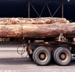 Bûches rondes de bois Tali et Doussie de qualité export pour l'exportation - Product Image 3