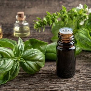 Aceite esencial de albahaca de primera calidad, extracto de hierbas, precio económico, cultivado en estado salvaje en la India, embalado en botella de plástico - Product Image 5