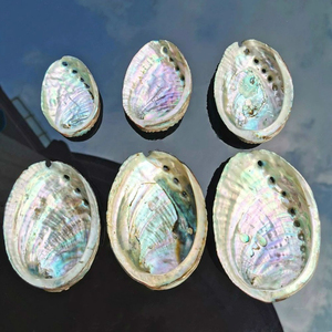 NATURAL POLISHED ABALONE SHELL CONCH SHELL <b>RAINBOW</b> <b>LIGHT</b> SAGE SMUDGING REPTILE FOOD BOWL DECORATION GIFTS AMELIA +84855014447 - Product Image 3