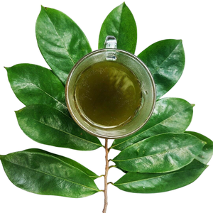 Bolsa de Té de Guanábana Premium Formulada con Polvo de Hojas de Guanábana, Precio al por Mayor, Bolsa con Cierre Hermético y Envasado al Vacío para Marcas de Bebidas - Product Image 5