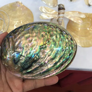 Concha de abulón decorativa, concha de mar natural pulida para productos artísticos hechos a mano de Vietnam - Product Image 3