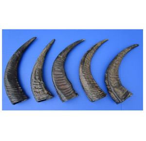 Puntas de Cuerno de Ganado Naturales de Buena Calidad, Empaquetado a Granel para la Venta - Product Image 2
