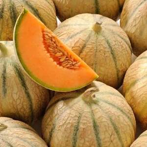Melones Cantalupo Frescos Naturales de Primera Calidad - Alta Dulzura (Brix) - Melones Musk de Grado de Exportación a Granel - Product Image 2