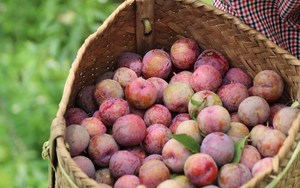 Giá Bán Chạy 2022-Mận Tươi Hà Nội Mận Ngọt Ngon Xuất Khẩu Từ Việt Nam-Mận Đỏ Hữu Cơ Tươi/<span class=keywords><strong>Ms</strong></span> Jennie - Product Image 3