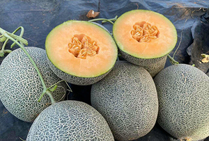 Melón Cantalupo Fresco de Vietnam al Mejor Precio y MOQ Bajo |   Aroma dulce y pulpa jugosa |   Exportación al por Mayor - Sra. Tarina - Product Image 3