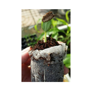 Meilleure qualité pour la culture de granulés de tourbe de coco en fibre de coco écologiques pour la décoration de jardin de jardinière au Vietnam prêt à vendre - Product Image 1