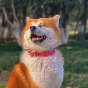 Collar de perro de cuero de brida personalizado de alta calidad patrón Floral moderno decoración de plumas tamaños disponibles pequeño mediano grande XL - Product Image 4