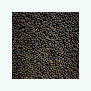 Clean vetch <b>seeds</b> <b>packed</b> for export to international farming and <b>seed</b> markets - Product Image 5