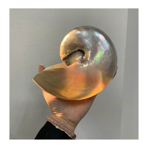Nautilus Shell pour les pièces d'art de collection et le style intérieur par la société Vietnam 99 Gold Data Nautilus Shell - Product Image 1