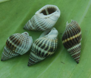 Petits types de coquillages et de coquillages Bijoux à motifs Style pyramidal naturel avec technique de mosaïque - Product Image 3