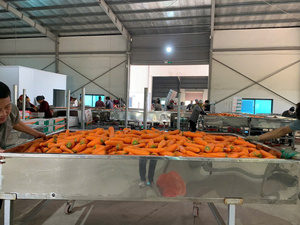 Orange et carotte surgelées du Vietnam de haute qualité, biologiques, riches en vitamines, pour jus, soupes et l'industrie alimentaire - Product Image 6