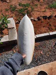 Hueso de sepia secada al sol, 100% - Product Image 5