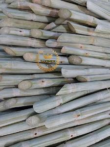 Caña de azúcar congelada de alta calidad de Vietnam, palo de caña de azúcar, materias primas frescas para alimentos, ISO, frutas saludables para cocinar y beber - Product Image 6