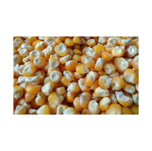 ข้าวโพดสีเหลืองข้าวโพดหวานสีเหลืองสำหรับเลี้ยงสัตว์ - Product Image 2