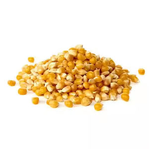 Nouvelle récolte de maïs frais blanchi congelé IQF jaune maïs sucré congelé maïs jaune sans OGM pour l'alimentation animale - Product Image 4