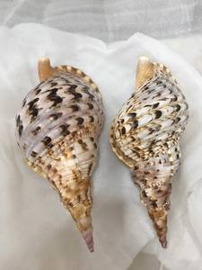 Coquille de cauri naturelle à vendre Coquilles de cauri blanches vides et propres séchées Coquillages en gros pour créateurs de bijoux et magasins de perles - Product Image 2