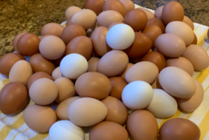 Œufs de poule frais de qualité standard à vendre à prix avantageux auprès d'un fournisseur en gros, œufs de table pour l'exportation - Product Image 2