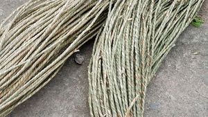 MATERIA PRIMA PARA TEJER HIERBAS MARINAS ORGÁNICAS PARA FABRICACIÓN-HECHO EN VIETNAM - Product Image 5