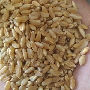 Blé sec biologique de qualité d'exportation en vrac, offrant du blé propre de qualité supérieure avec 13% d'humidité provenant de producteurs fiables - Product Image 5