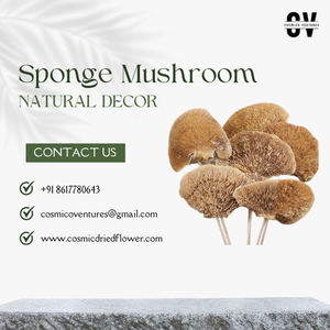 Hongos de esponja orgánicos de calidad superior populares para boda graduación Halloween hogar Oficina decoración arreglos de flores secas - Product Image 5