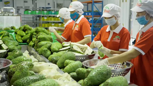 Soursop น้ำผลไม้เข้มข้น10กก. 1กล่องต่อกล่อง OEM ฉลากส่วนตัวตัวอย่างฟรีเวียดนามขายส่ง - Product Image 5