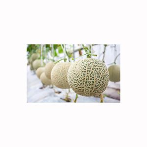Melón musk de alta calidad, fresco, jugoso y aromático, fruta premium cultivada en granja, suministro al por mayor para exportadores - Product Image 3
